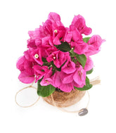 Bougainvillea in fibra di cocco