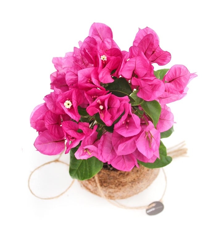 Bougainvillea in fibra di cocco