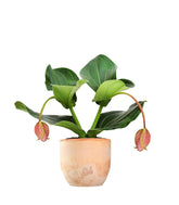 Medinilla Magnifica