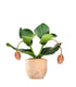 Medinilla Magnifica