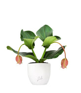 Medinilla Magnifica