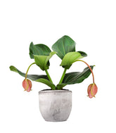 Medinilla Magnifica