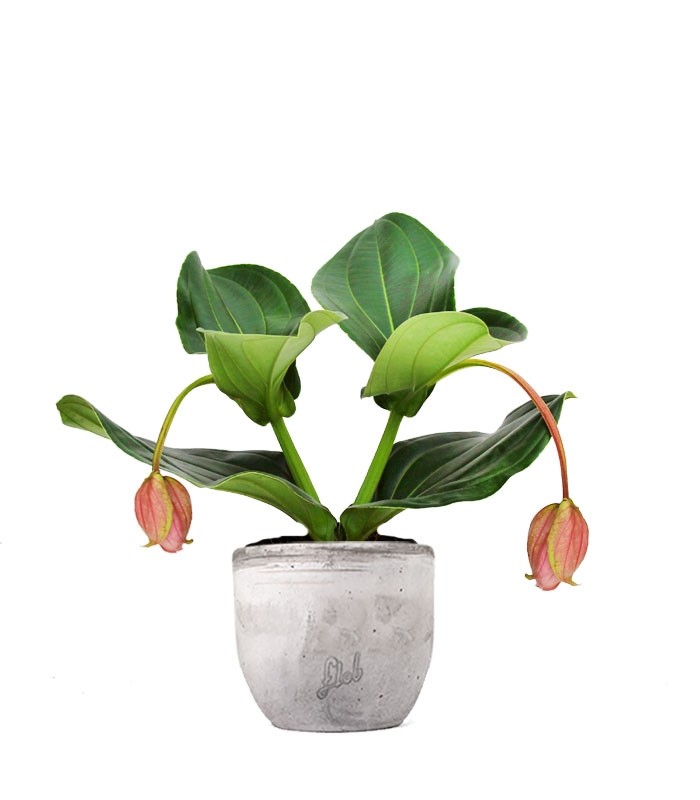 Medinilla Magnifica