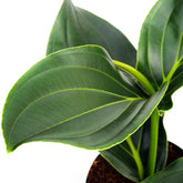 Medinilla Magnifica