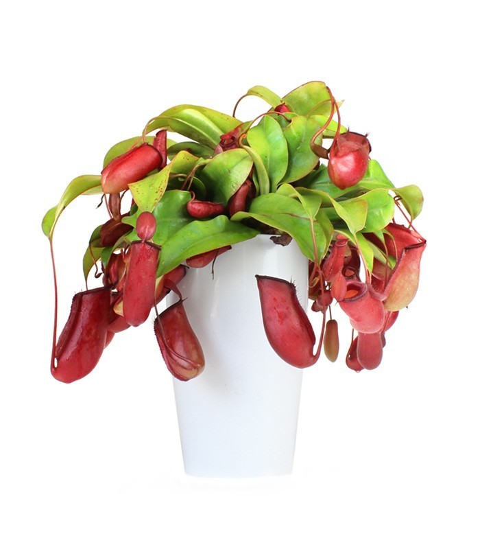 Nepenthes Bloody Mary XL