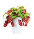 Nepenthes Bloody Mary XL