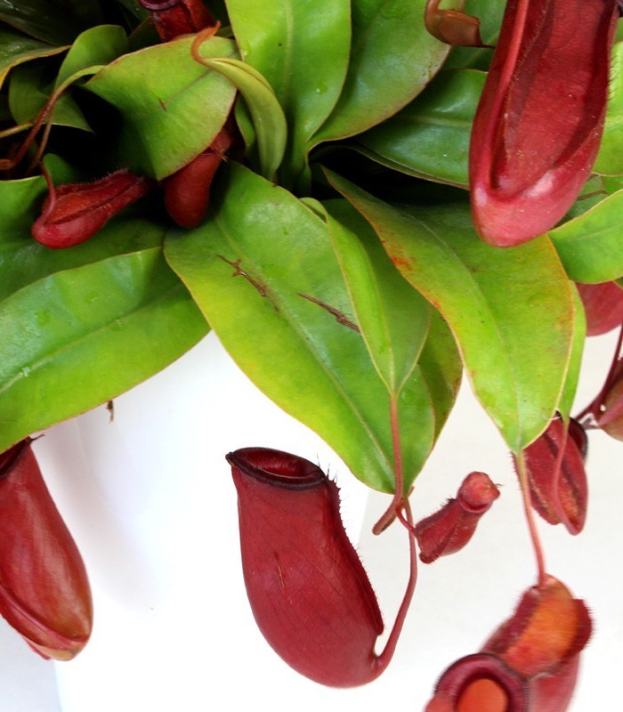 Nepenthes Bloody Mary XL