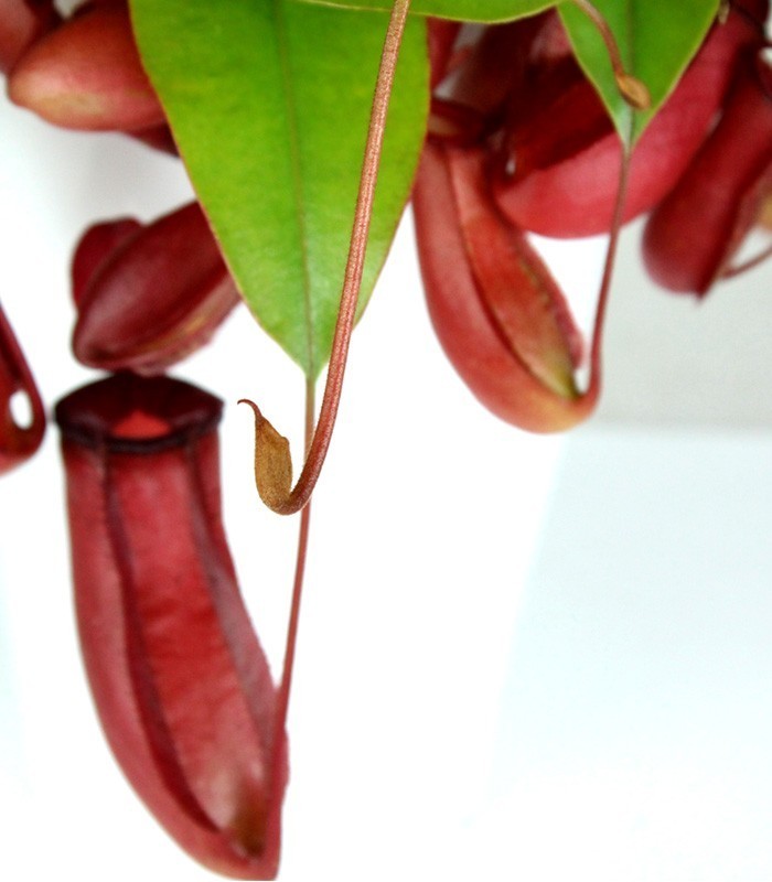 Nepenthes Bloody Mary XL