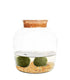 Marimo in vetro