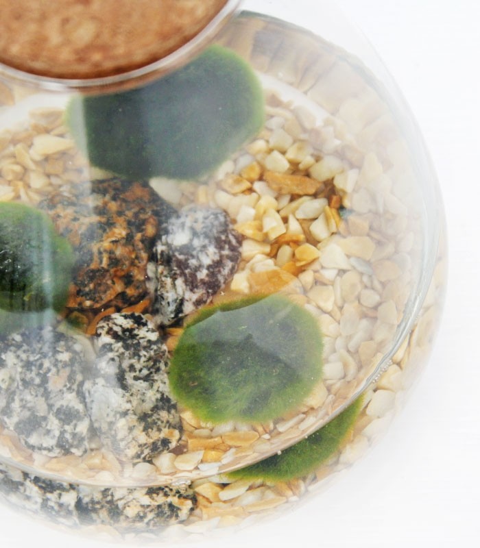 Marimo in vetro