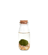 Marimo in vetro Single