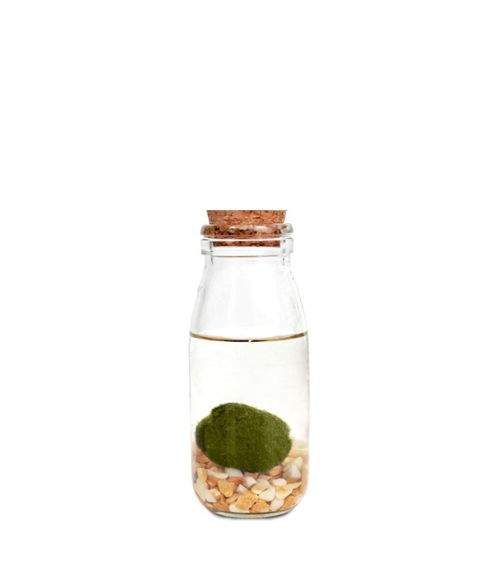 Marimo in vetro Single