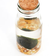 Marimo in vetro Single