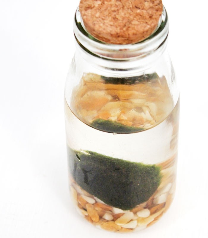 Marimo in vetro Single
