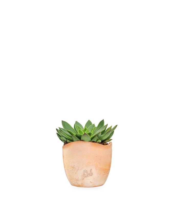 Echeveria Agavoides