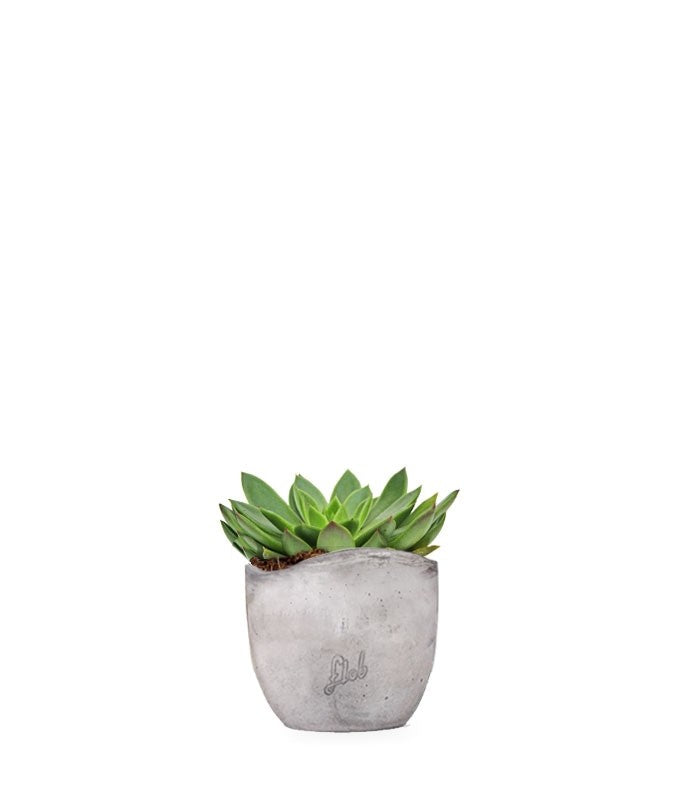 Echeveria Agavoides