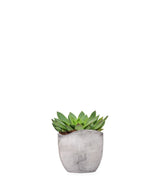 Echeveria Agavoides