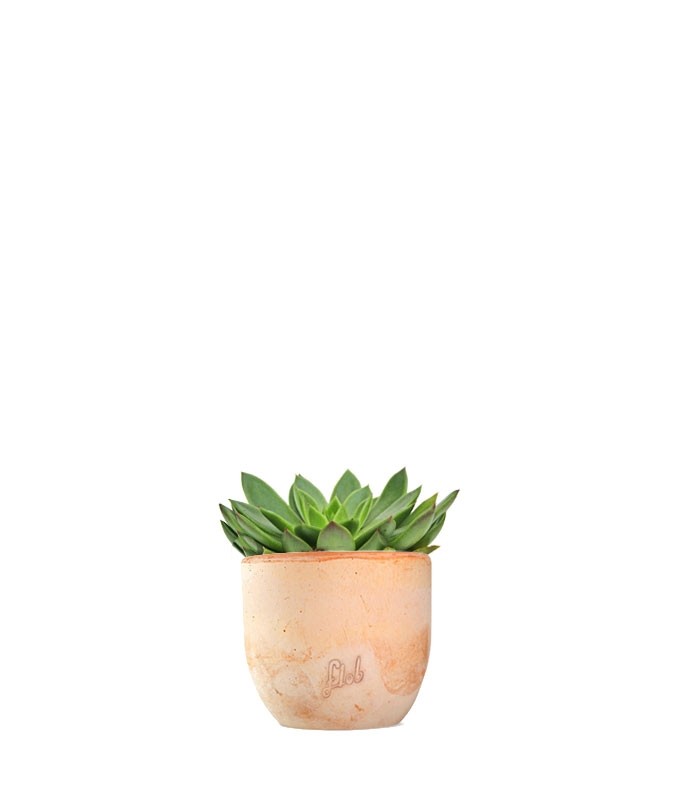 Echeveria Agavoides