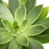 Echeveria Agavoides