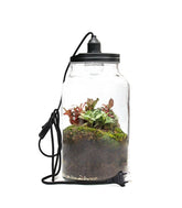 Lampada terrarium con Fittonia