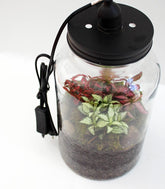 Lampada terrarium con Fittonia