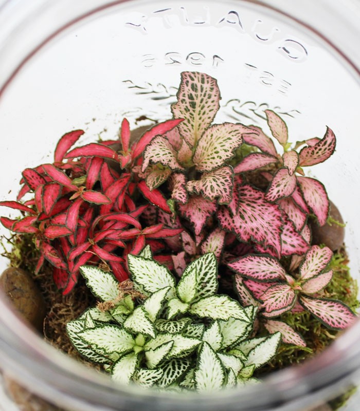 Lampada terrarium con Fittonia