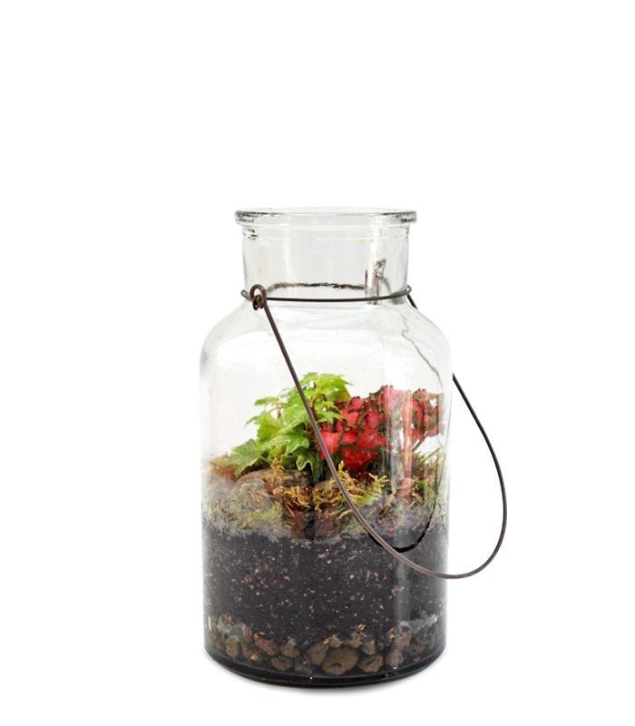 Mix piante fittonia in terrarium