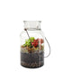 Mix piante fittonia in terrarium