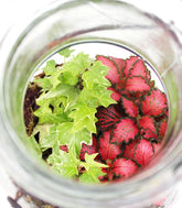 Mix piante fittonia in terrarium