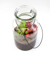 Mix piante fittonia in terrarium