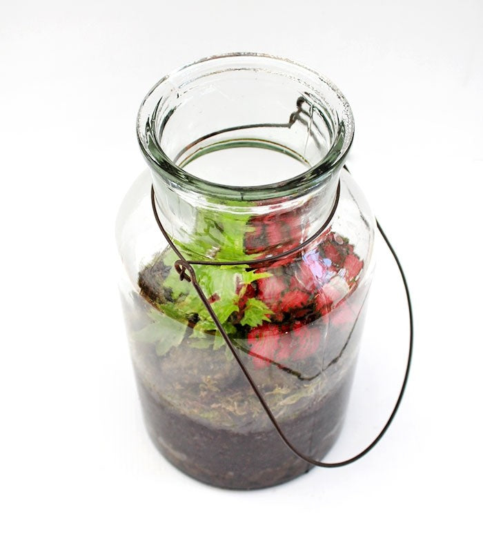 Mix piante fittonia in terrarium