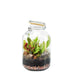 Sarracenia in terrarium