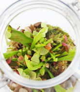 Sarracenia in terrarium
