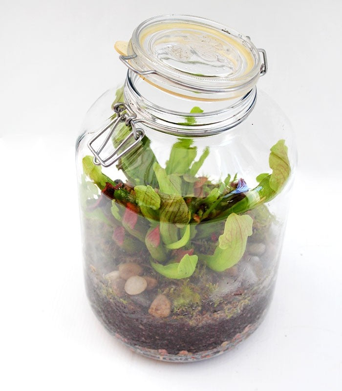 Sarracenia in terrarium