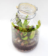 Sarracenia in terrarium