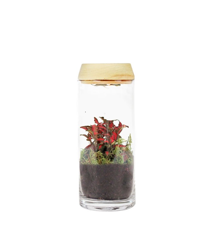 Piante verdi in terrarium con led