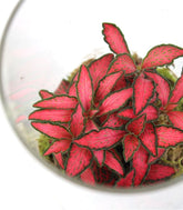Piante verdi in terrarium con led