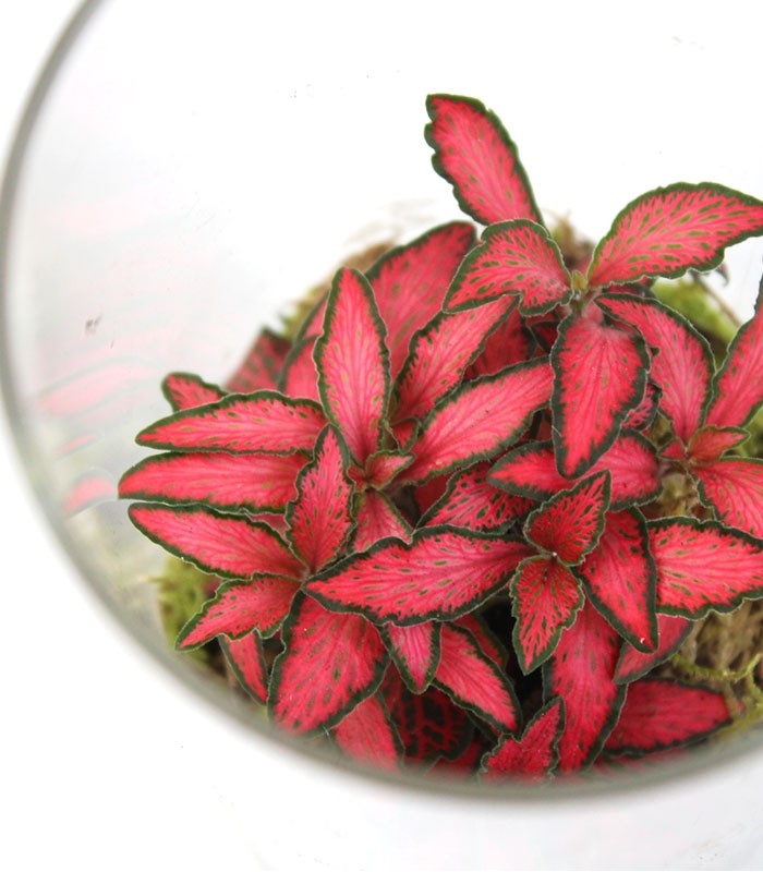 Piante verdi in terrarium con led