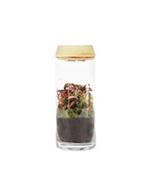 Piante verdi in terrarium con led