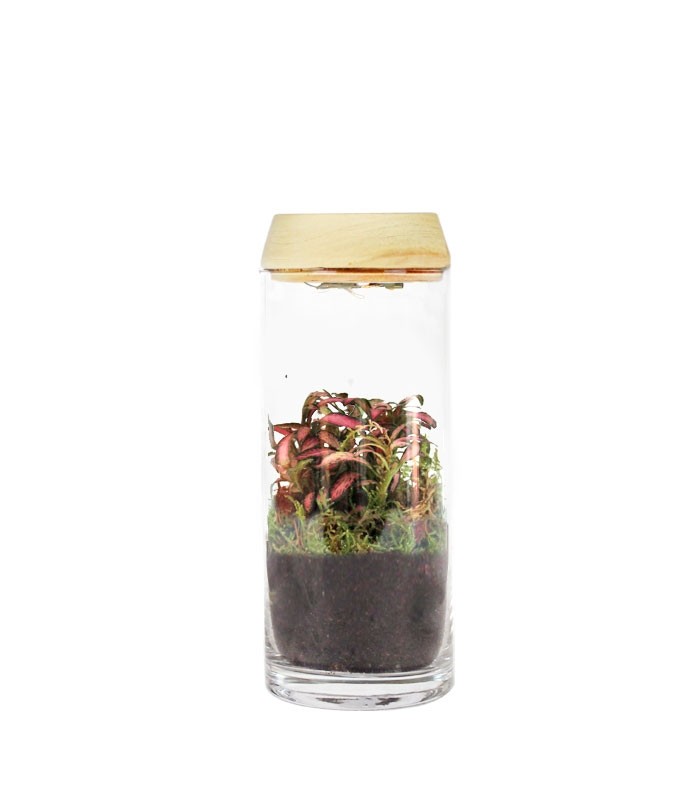 Piante verdi in terrarium con led
