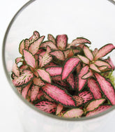 Piante verdi in terrarium con led