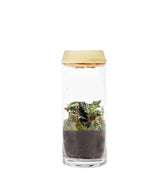 Piante verdi in terrarium con led