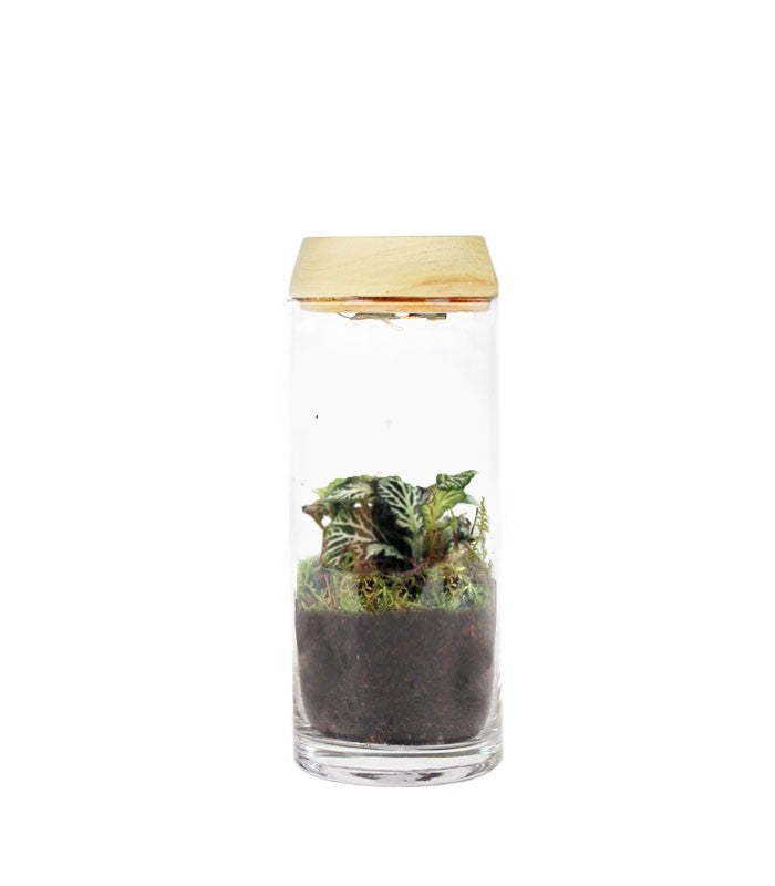 Piante verdi in terrarium con led