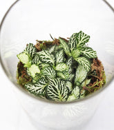 Piante verdi in terrarium con led