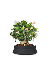 Adenium Obesum | rosa del deserto