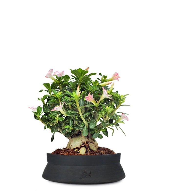 Adenium Obesum | rosa del deserto