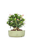 Adenium Obesum | rosa del deserto