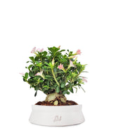 Adenium Obesum | rosa del deserto