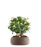 Adenium Obesum | rosa del deserto