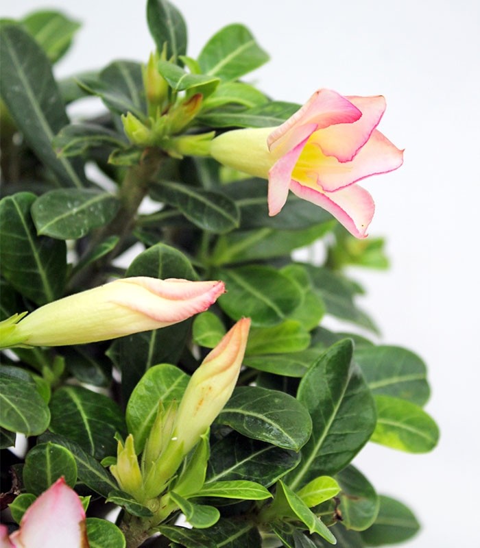 Adenium Obesum | rosa del deserto